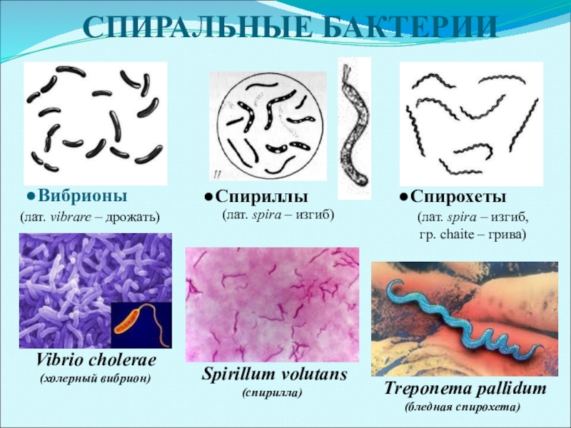 Спирохеты бактерии фото