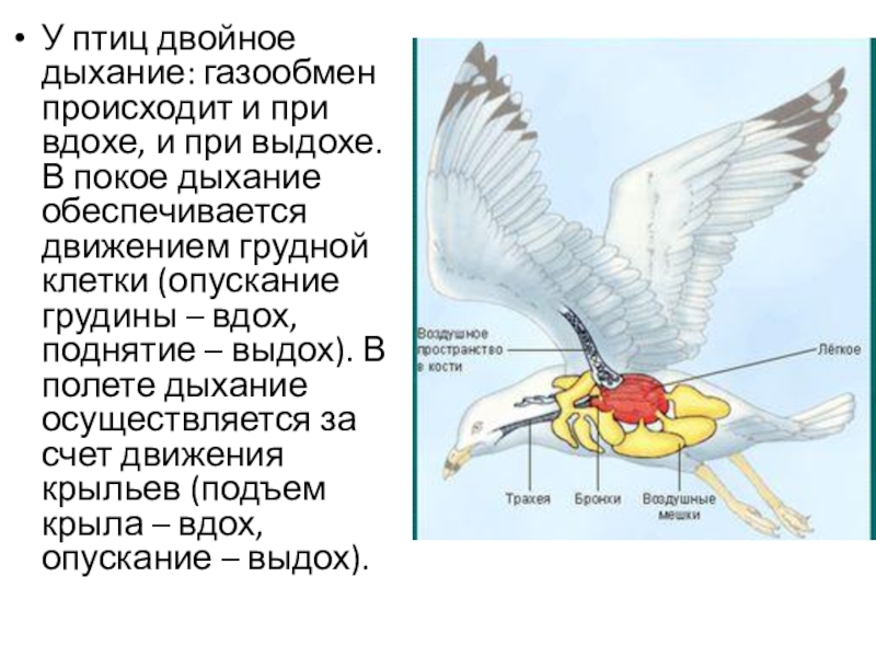 У рептилий двойное дыхание