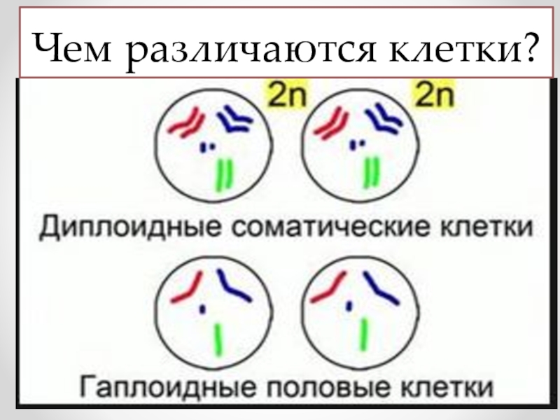 Соматические клетки человека. Гаплоидная клетка формула. Митоз гаплоидный набор или диплоидный. Гаплоидные и диплоидные клетки. Гаплоидные клетки.