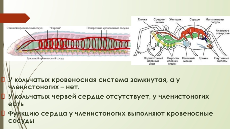 Кровеносная система кольчатых червей. Кровеносная система кольчатых червей замкнутая. Кровеносная система членистоногих замкнутая. Замкнутая кровеносная система у червей. Сердце членистоногих.