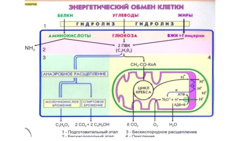 Схема клеточного дыхания в митохондриях