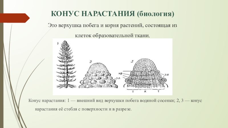 Конус корня. Конус нарастания побега. Конус нарастания стебля. Конус нарастания корня. Строение конуса нарастания побега.