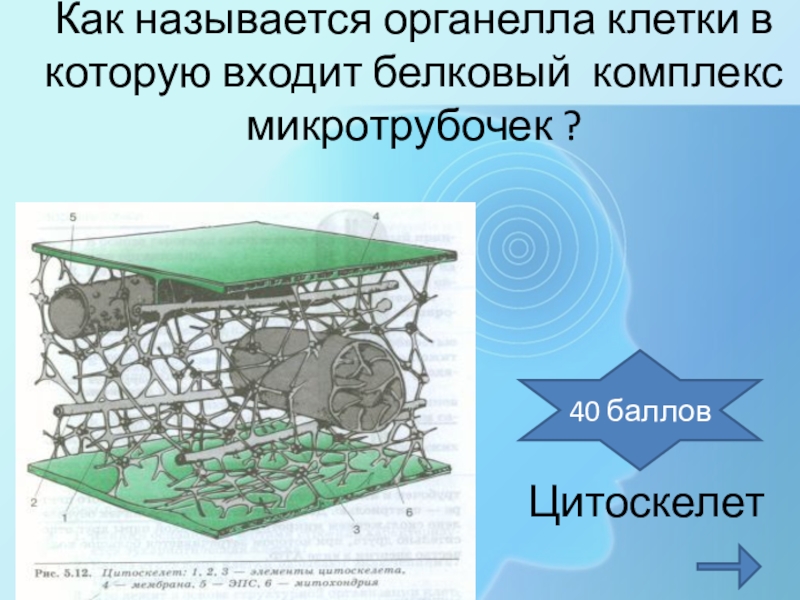 Цитоскелет транспорт. Цитоскелет транспорт. Микрофиламенты цитоскелета. Цитоскелет клетки. Цитоскелет строение.