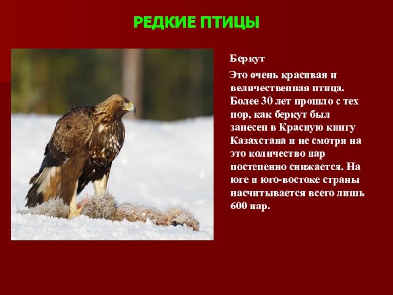 Беркут красная книга краткое описание. Беркут красная книга ХМАО. Беркут красная книга описание. Беркут красная книга Самарской области. Орёл Беркут в красной книге.