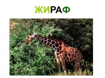 Урок - Презентация Животные жарких стран