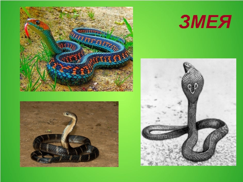 Слова полоза. Змеи жарких стран. Змеи из жарких стран. Название для группы про змей. Змея в коллективе.