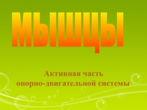 Презентация по биологии на тему Общий обзор мышц (8 класс)