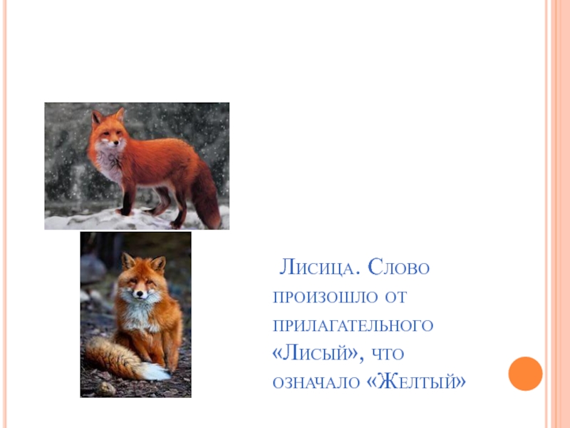 Слово лисица. Лисица прилагательное. Лисица в прилагательном. Лисицы что обозначает это слово. Этимологические слова лиса.