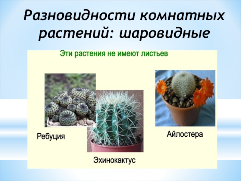 Разновидности комнатных растений: шаровидные