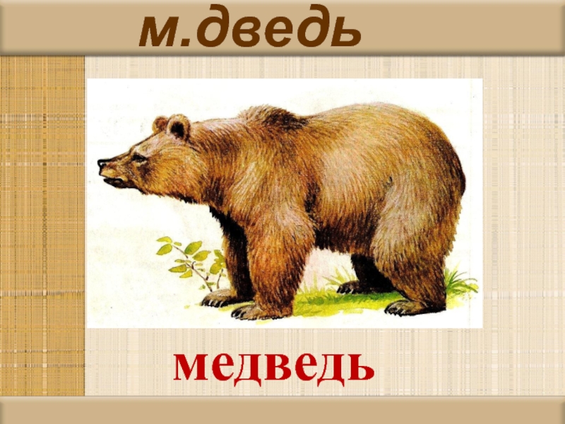 Как пишется медвеженок. Словарное слово медведь. Медведь словарное слово 1 класс. Словарное слово медведь в картинках. Словарное слово Медведица.