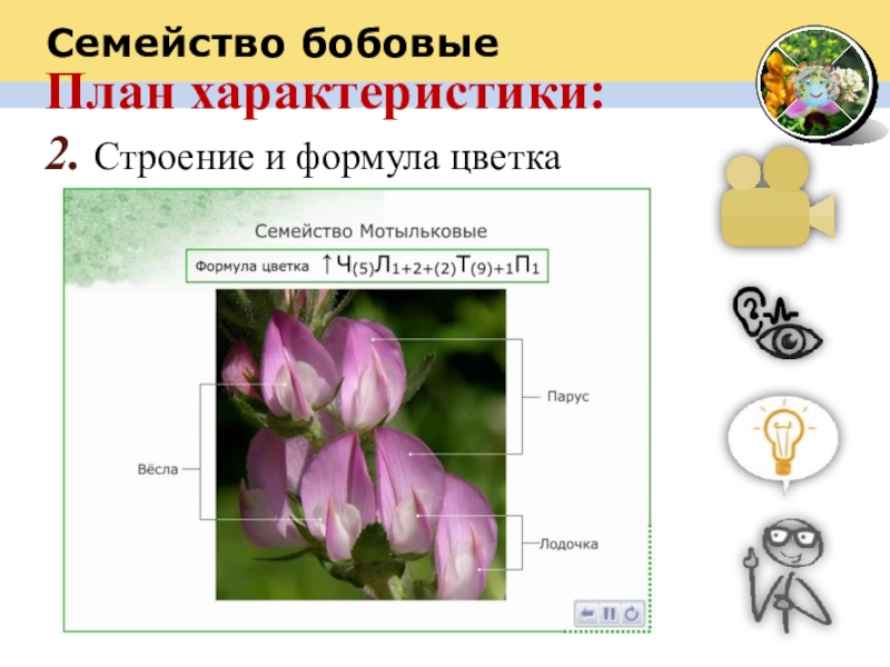 Семейство бобовыеПлан характеристики:2. Строение и формула цветка