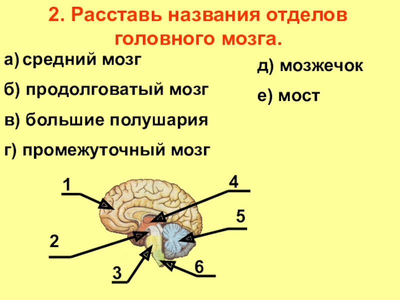 Схема головной мозг задний средний передний