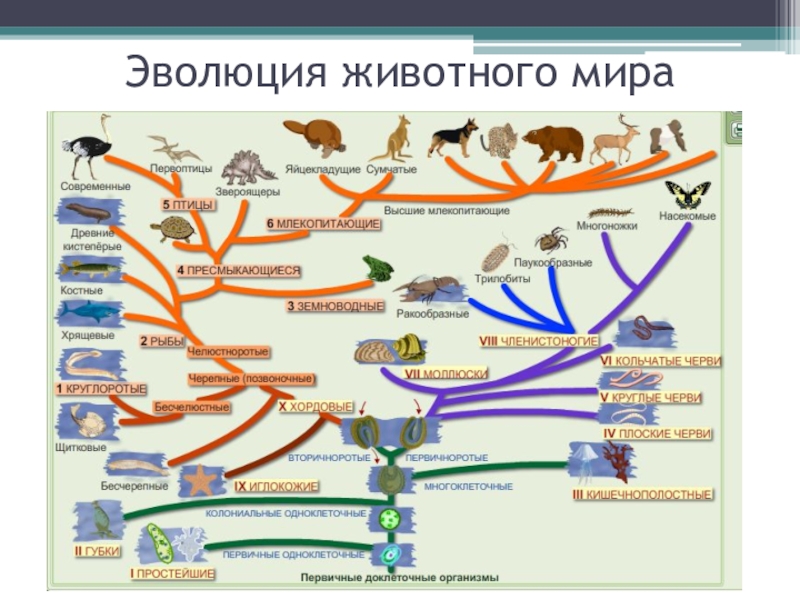 Этапы эволюции животных таблица 7 класс