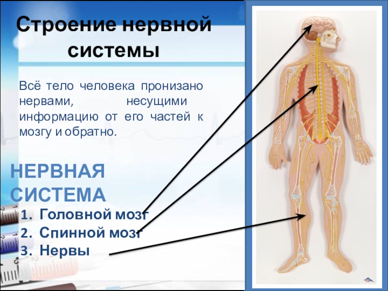 Презентация 3 класс человек и мир нервная система