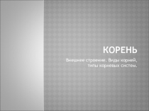 Презентация по биологии Строение и функции корня