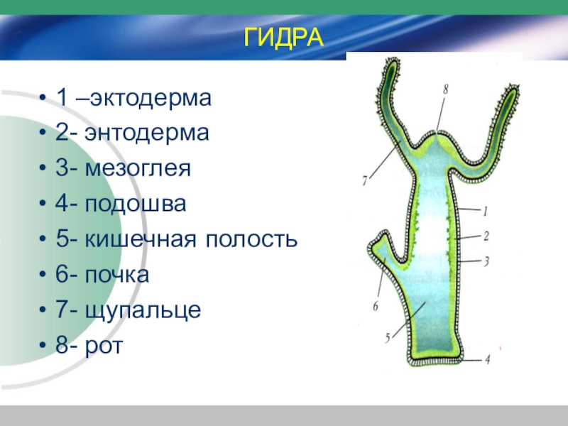 Под цифрой 7 на рисунке обозначены. Строение слоев гидры. Эктодерма энтодерма и мезоглея у гидры. Строение кишечной полости гидры. Строение гидры мезоглея.