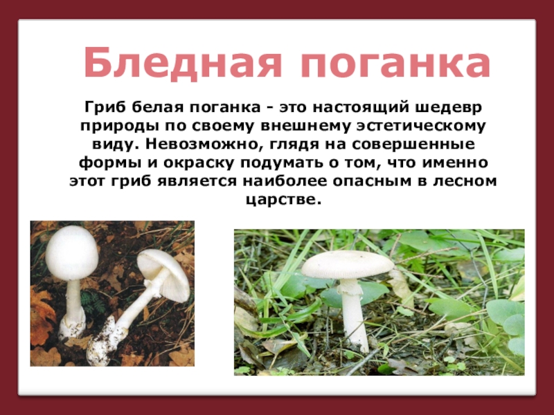 Сообщение о бледной поганке. Бледная поганка белая форма. Осторожно ядовитые грибы бледная поганка. Опасный гриб бледная поганка. Бледная поганка ареал.