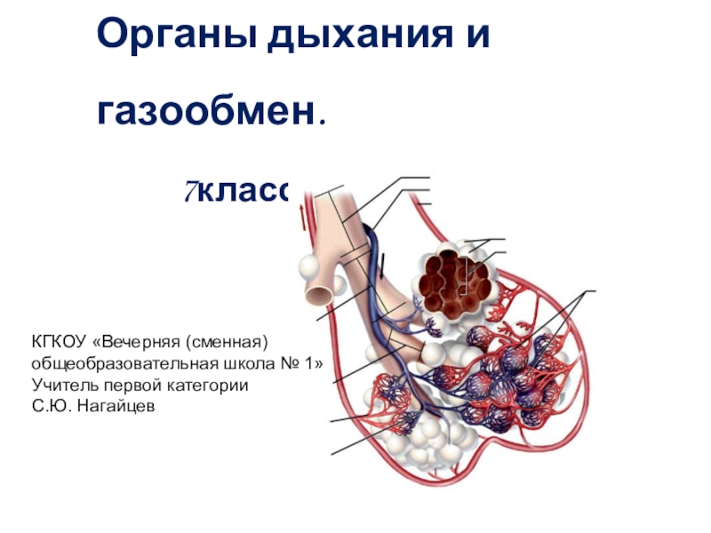 Презентация органы дыхания газообмен 7 класс презентация