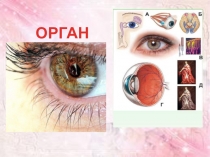 Презентация по биологии на тему ОРГАН ЗРЕНИЯ
