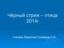 Черный стриж - птица 2014г