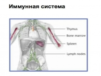 Урок презентация Иммунология человека