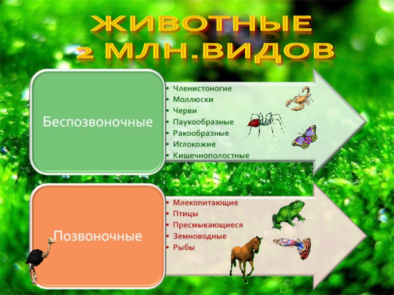 Система живых организмов на земле презентация 10 класс пономарева