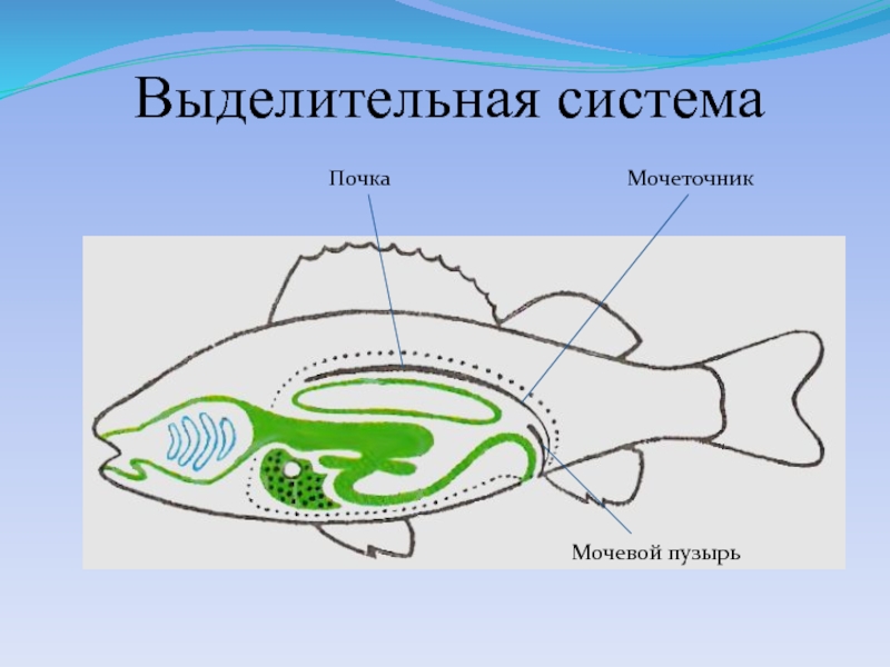 Выделительная система животного изображенного на рисунке. Выделительная система рыб схема 7 класс. Выделительная система костных рыб схема. Внутреннее строение рыбы выделительная система. Строение выделительной системы рыб.