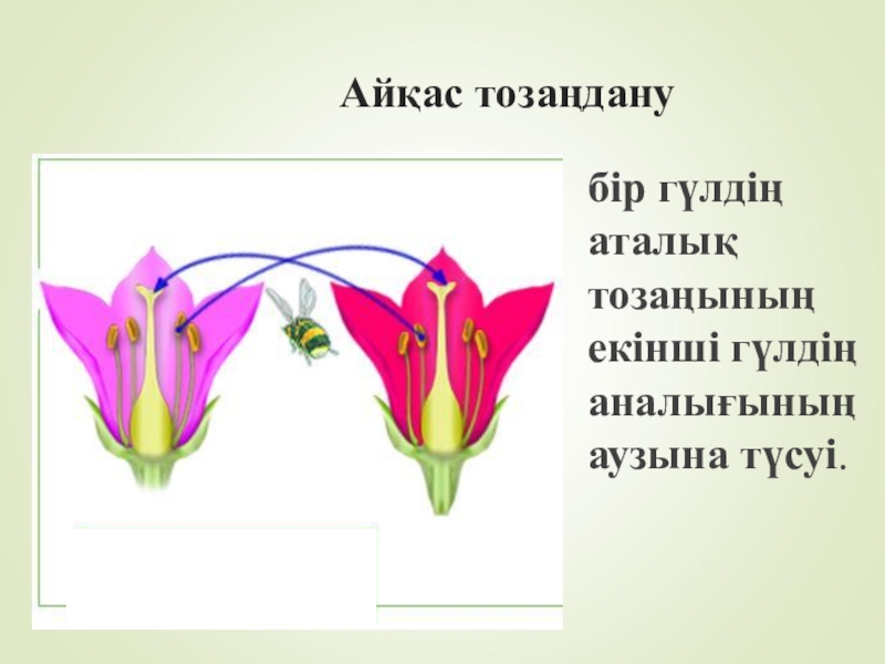 Тозаңдану түрлері. Гүл құрылысы презентация. Тозаңдану дегеніміз не. Тозаңдану және ұрықтану 7 сынып презентация. Тозаңдану мен ұрықтану слайд.