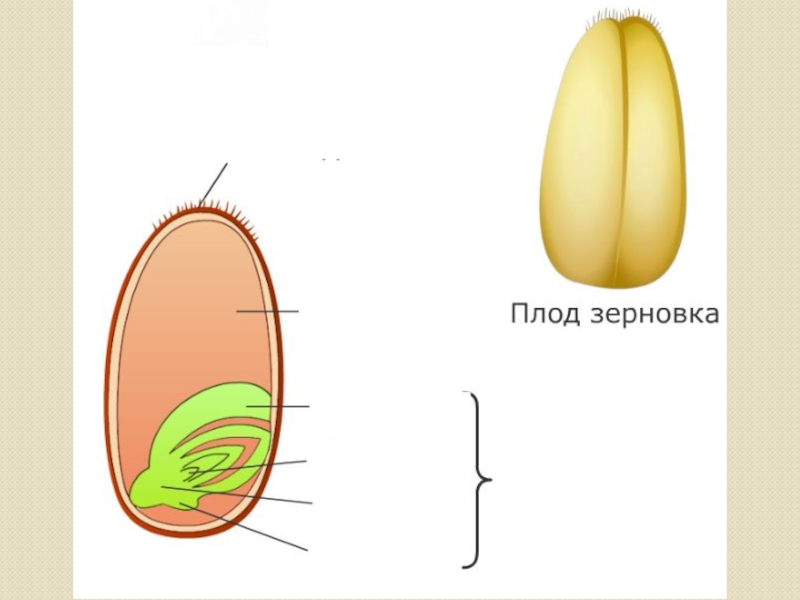 Строение плода пшеницы рисунок с подписями