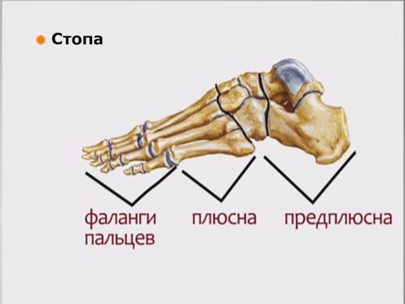 Фото ступни человека с описанием костей