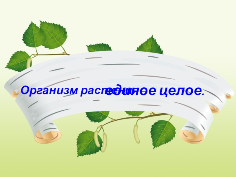 Презентация по биологии 6 класс организм единое целое