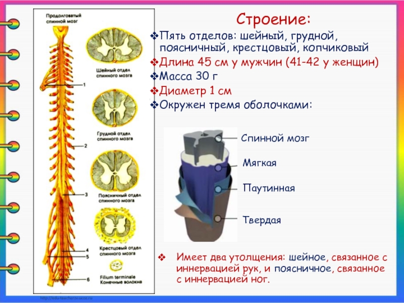 Грудной поясничный крестцовый. Пять отделов: шейный, грудной, поясничный, крестцовый, копчиковый. Поясничное утолщение спинного мозга уровень. Интересные факты о спинном мозге. Длина спинного мозга.