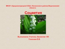 Презентация по биологии на тему Соцветия, 7 класс