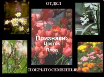 Презентация по биологии на тему  Семейства отдела Покрытосеменные растения (6 класс)