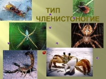 Членистоногие.