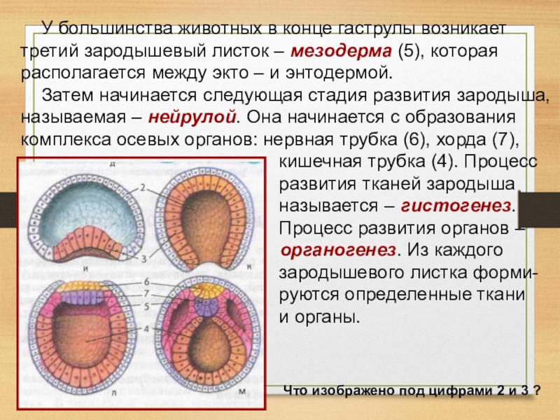 Мезодерма какие органы