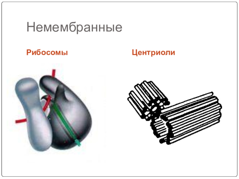 Немембранные органоиды рисунок. Немембранные органоиды рибосомы клеточный центр функции. Клеточный центр немембранный органоид рисунок. Немембранная органелла. Немембранные органоиды клетки рисунок.