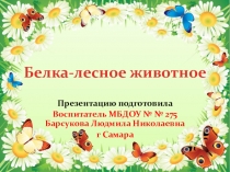 Презентация на темы  Белка-лесное животное
