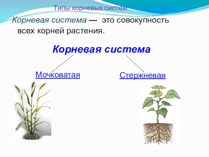 Влияние среды на корневую систему. Системы органов корней. Органы растений корень. Корневая система органов растений. Корневая система комнатных растений виды.