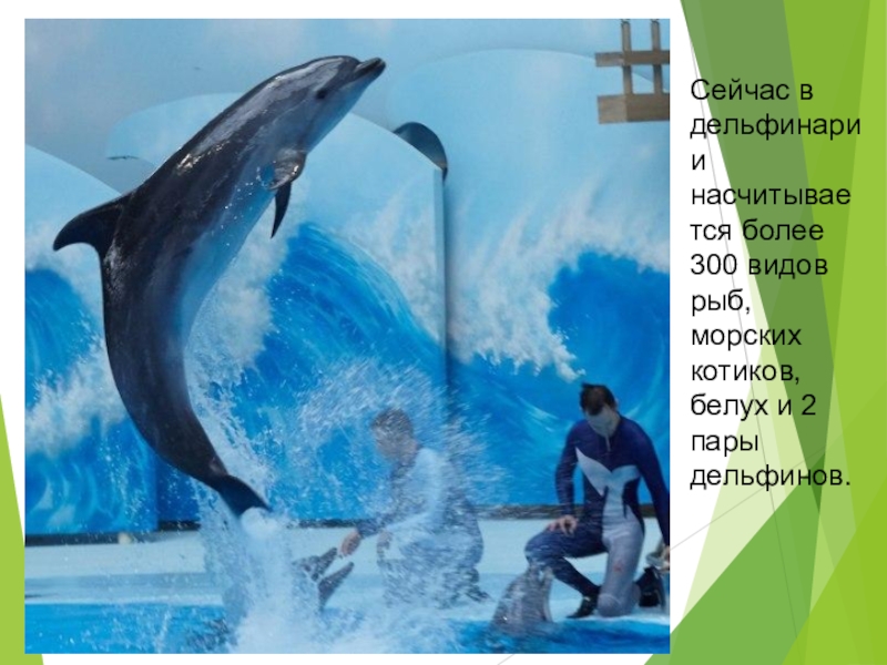Дельфинарий новосибирск сайт. Новосибирский дельфинариум. Новосибирский центр океанографии и морской биологии «Дельфиния». Новосибирский зоопарк дельфинарий. Дельфинарий Дельфиния.