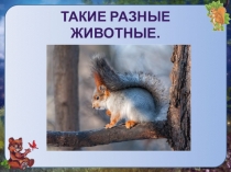 Презентация по окружающему миру  Такие разные животные