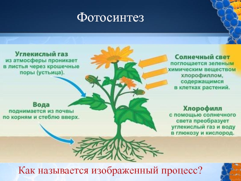 Значение фотосинтеза в природе биология 6 класс. Фотосинтез. Схема фотосинтеза у растений. Фотосинтез 6 класс. Фотосинтез презентация.