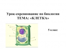 Презентация по биологии на тему Клетка