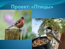Презентация проекта  Птицы