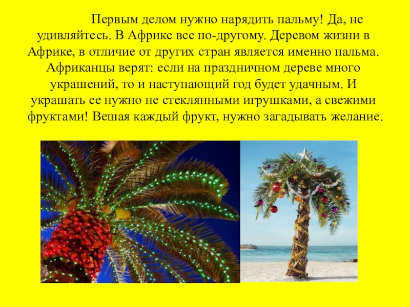 Как празднуют новый год в африке. Пальма в Африке на новый год. Новый год в Африке презентация. Какое дерево наряжают на новый год в Африке. Новый год в Африке символ Пальма.