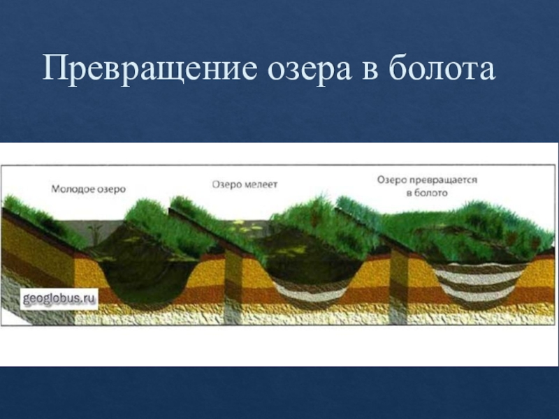 Роль озер. Превращение озера в болото. Болото в разрезе. Процесс образования болот. Схема образования болот.