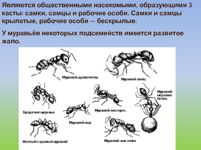 Муравья рабочего карта