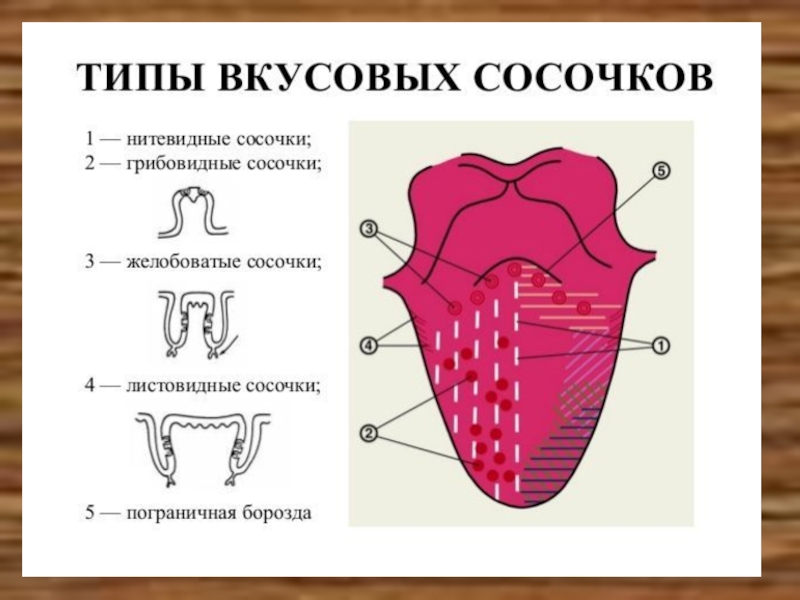 Язык рисунок биология 8 класс