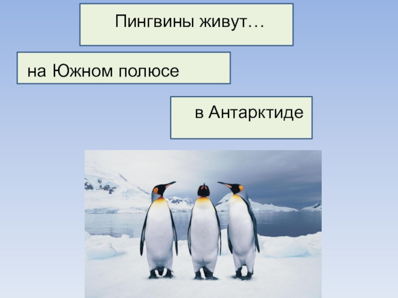 Где живут пингвины 1 класс окружающий мир