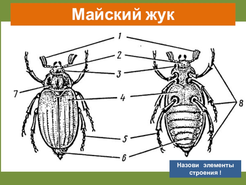 Тело жука. Строение майского жука. Майский Жук биология. Строение жесткокрылых Жуков. Внешнее строение брюшка майского жука.